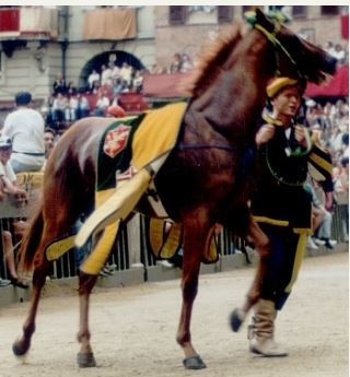 Palio di Siena, I Cavalli del Palio:&nbsp;Trastullo