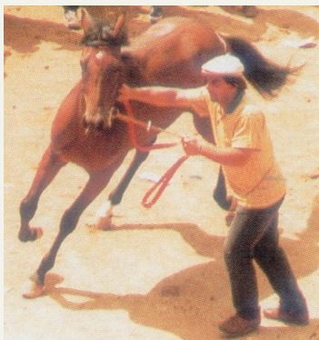Palio di Siena, I Cavalli del Palio:&nbsp;Trottolino