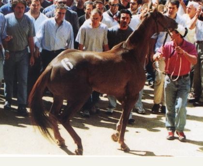 Palio di Siena, I Cavalli del Palio:&nbsp;Zetsun