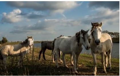 Palio di Ferrara: Cavalli di Valle Lepri, dall’abbandono al sogno&nbsp;dell’Oasi