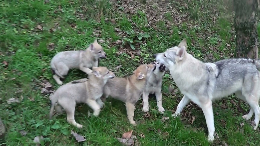 Toscana: Attacchi predatori in agricoltura, al via piano di azioni per il controllo del&nbsp;randagismo