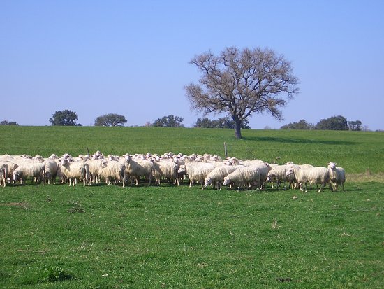 Toscana: Attacchi di predatori, al via bando per sostegno alle aziende&nbsp;zootecniche