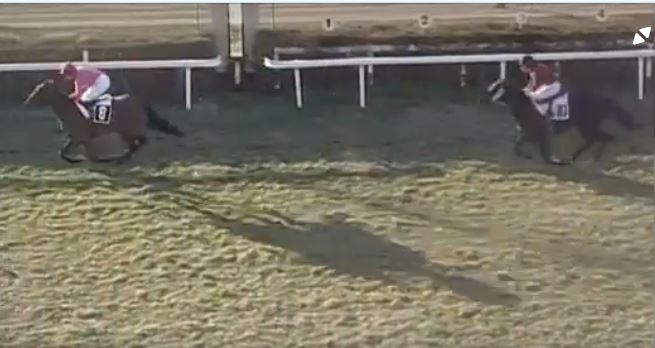 Ippica, Siracusa e Treviso: Oggi 21/11 Risultati Odierni Convegni di&nbsp;Corse