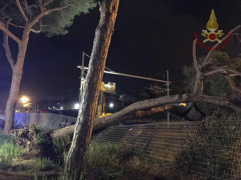 Toscana, Meteo, temporali e vento forte: Tanti gli alberi caduti