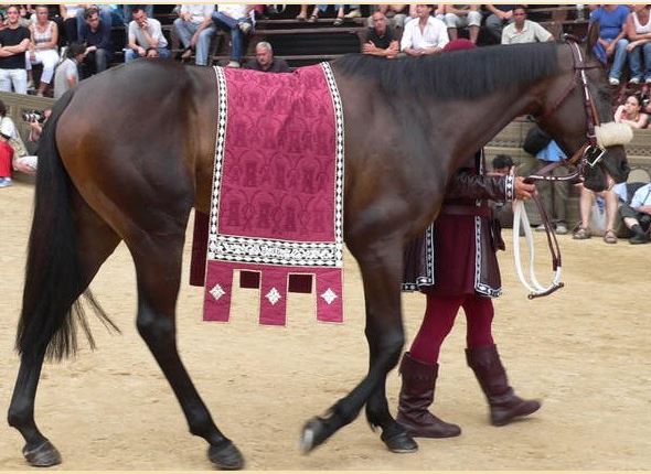 Palio di Siena, I Cavalli del Palio:&nbsp;Desmon