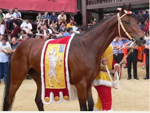 Palio di Siena, I Cavalli del Palio:&nbsp;Didimo