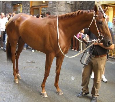 Palio di Siena, I Cavalli del Palio:&nbsp;Favella