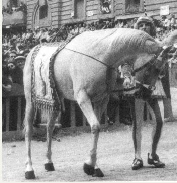 Palio di Siena, I Cavalli del Palio:&nbsp;Sambrina