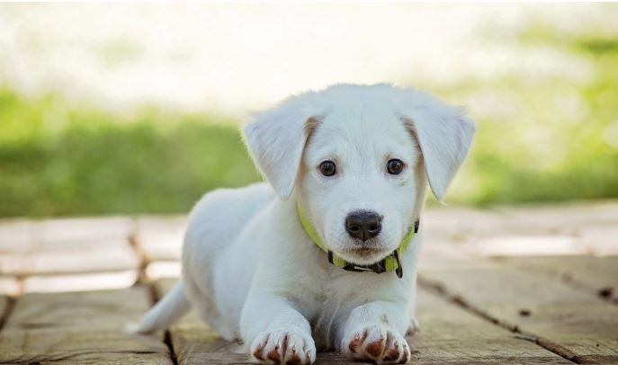 Toscana: Amici animali. Noi e i nostri cani in campo per la missione&nbsp;salute