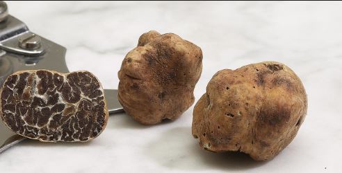 Provincia di Siena, Il nuovo progetto dell’Università: Digitalizzare le tartufaie&nbsp;senesi