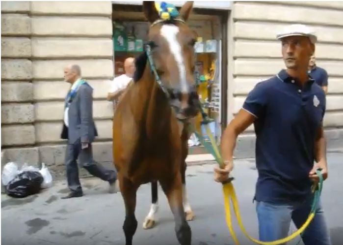 Palio di Siena: Lampante – I cavalli del Palio di&nbsp;Siena