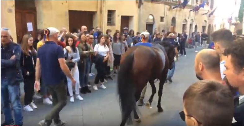 Palio di Siena: Palio di Siena straordinario benedizione del cavallo del&nbsp;nicchio