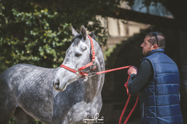Palio di Siena: Posticipata al 3 giugno la presentazione dell’assicurazione RCT per i cavalli del Protocollo&nbsp;Equino