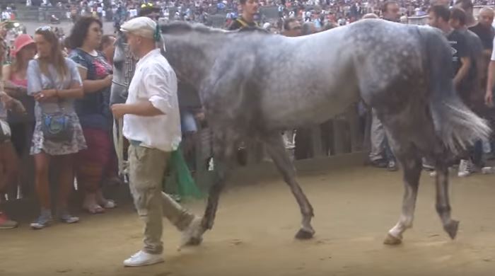 Palio di Siena: Oppio – I cavalli del Palio di&nbsp;Siena