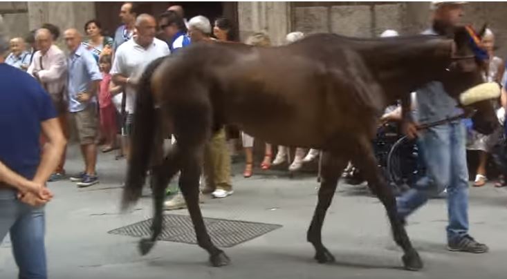 Palio di Siena: Qulpa di Gallura – I cavalli del Palio di&nbsp;Siena