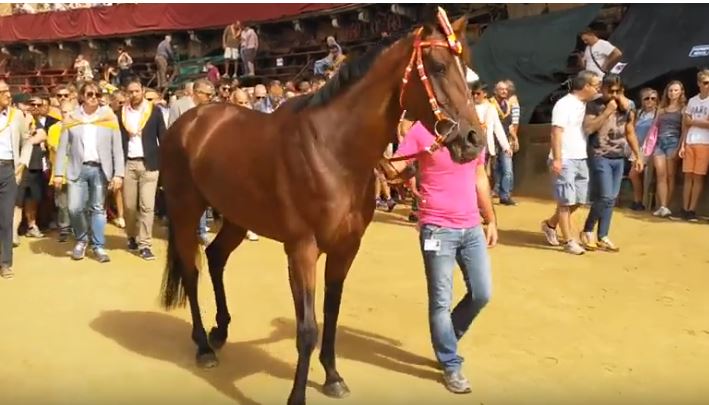 Palio di Siena, Le condizioni dei cavalli: Vitzichesu dimesso dalla clinica del Ceppo, domani 05/07 tornano a casa anche Schietta e&nbsp;Volpino