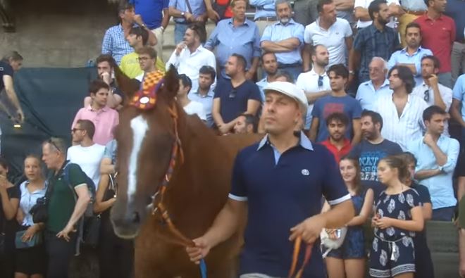 Palio di Siena: Solu Tue Due – I cavalli del Palio di&nbsp;Siena