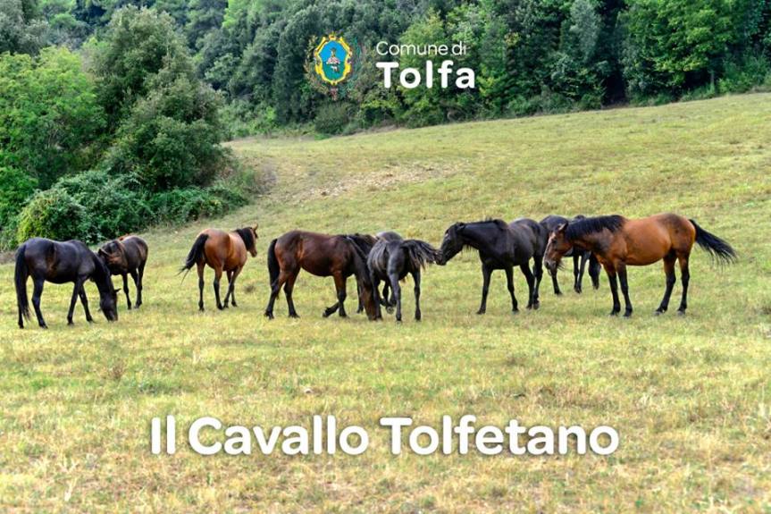 Tolfa: IL “Cavallo Tolfetano”