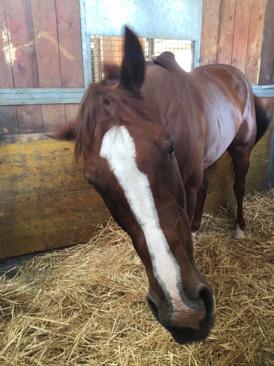 Palii, Corse dei Cavalli al Fantino Allumiere: Vince la Finale il cavallo Briccona da&nbsp;Clodia