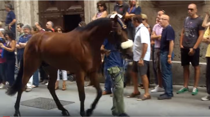 Palio di Siena: Fantastic Light – I cavalli del Palio di&nbsp;Siena