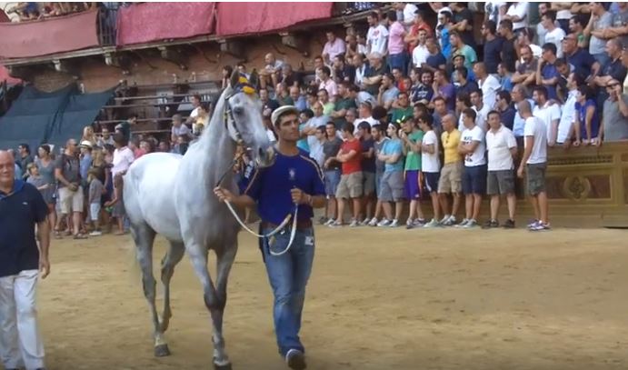Palio di Siena: Indianos – I cavalli del Palio di&nbsp;Siena