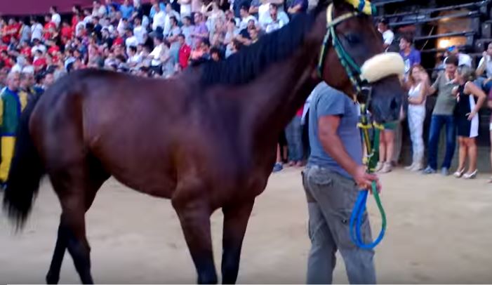 Palio di Siena: Mocambo – I cavalli del Palio di&nbsp;Siena