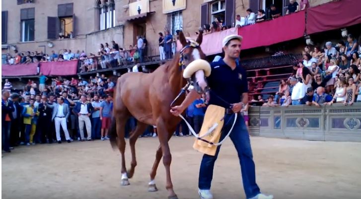 Palio di Siena: Porto Alabe – I cavalli del Palio di&nbsp;Siena