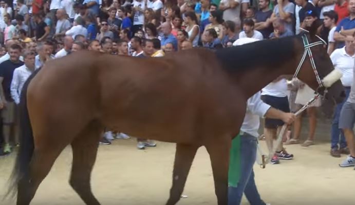 Palio di Siena: Quadrivia – I cavalli del Palio di&nbsp;Siena