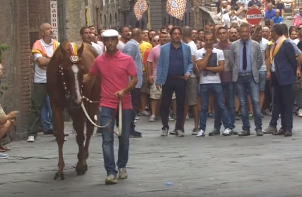 Palio di Siena: Raktou – I cavalli del Palio di&nbsp;Siena