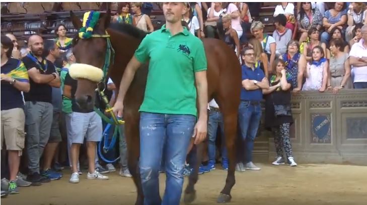 Palio di Siena: Reynard King – I cavalli del Palio di&nbsp;Siena
