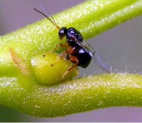 TRoscana: Cinipide del castagno, la Regione sta monitorando tutti i&nbsp;territori