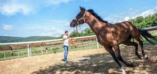 Palio di Siena: Palio di Siena del 2 luglio 2019, il bilancio del primo giorno di&nbsp;previsite