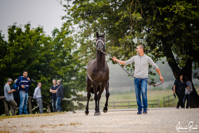 Palio di Siena: Palio 2 luglio 2019 – cavalli ammessi alle&nbsp;previsite