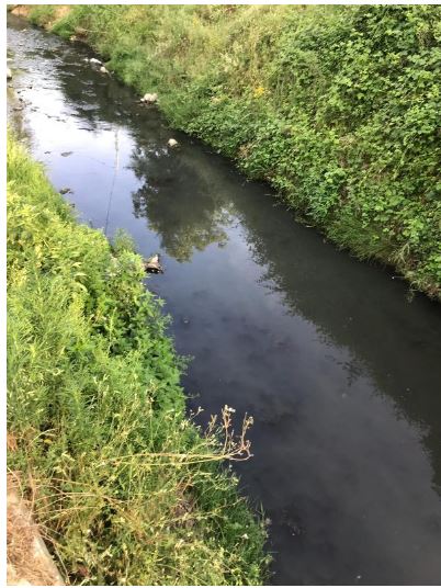 Siena: Acque nere e morìa di pesci nel torrente Riluogo. L’allarme dei&nbsp;residenti