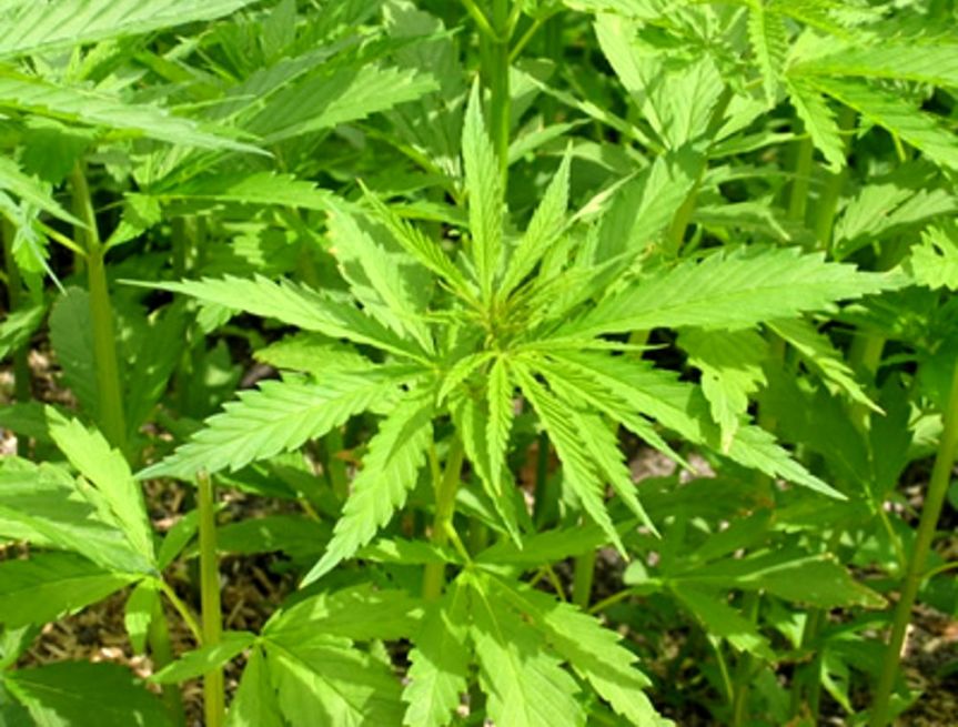 Provincia di Siena, Coltivano piante di cannabis: Un 22enne e una 26enne denunciati dai Carabinieri