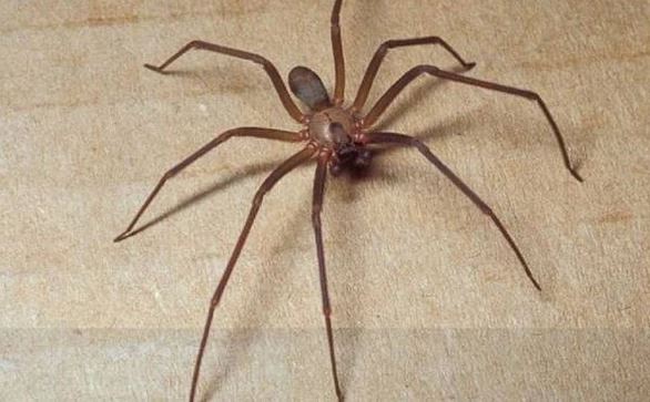 Toscana: Donna morsa dal terribile ragno&nbsp;violino