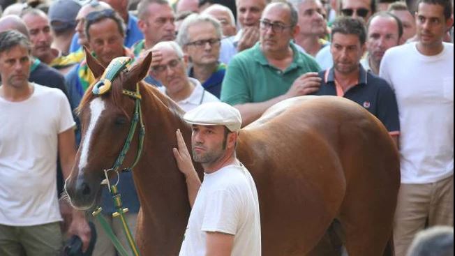 Palio di Siena: Solu Tue Due sta bene e sarà alle&nbsp;previsite