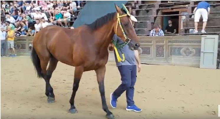 Palio di Siena: I Cavalli del Palio di Siena –&nbsp;Schietta