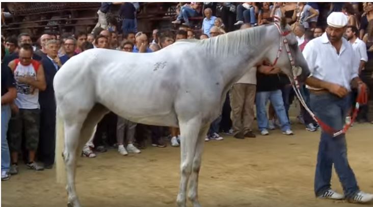 Palio di Siena: Fedora Saura – I cavalli del Palio di&nbsp;Siena
