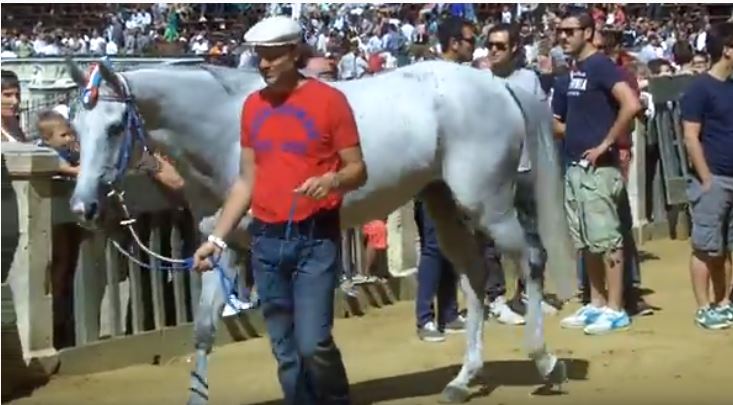 Palio di Siena: Indianos – I cavalli del Palio di&nbsp;Siena