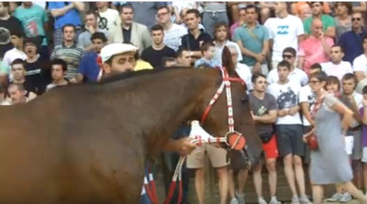 Palio di Siena: Moedi – I cavalli del Palio di&nbsp;Siena