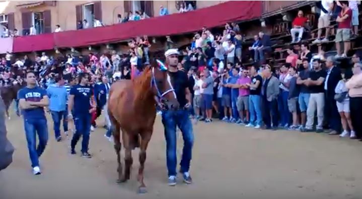 Palio di Siena: Pestifero – I cavalli del Palio di&nbsp;Siena