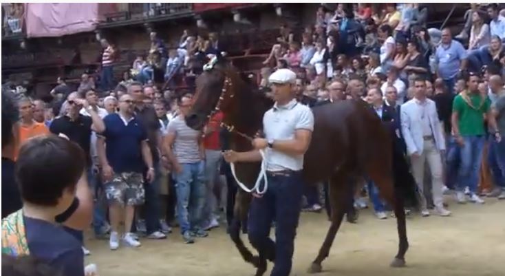 Palio di Siena: Quit Gold – I cavalli del Palio di&nbsp;Siena
