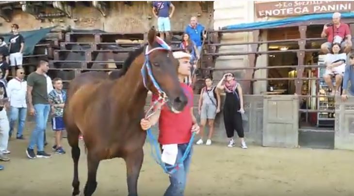 Palio di Siena: Rexy, cavallo della Contrada della Pantera al Palio di Siena del 16 agosto&nbsp;2018