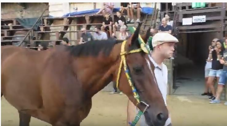 Palio di Siena: I Cavalli del Palio di Siena –&nbsp;Schietta