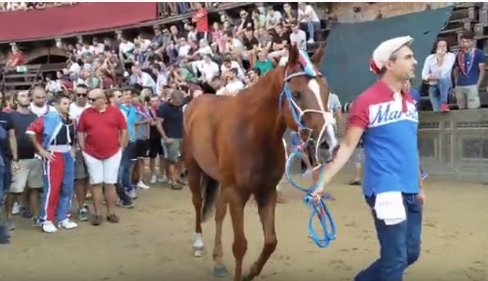 Palio di Siena: I Cavalli del Palio di Siena –&nbsp;Tabacco