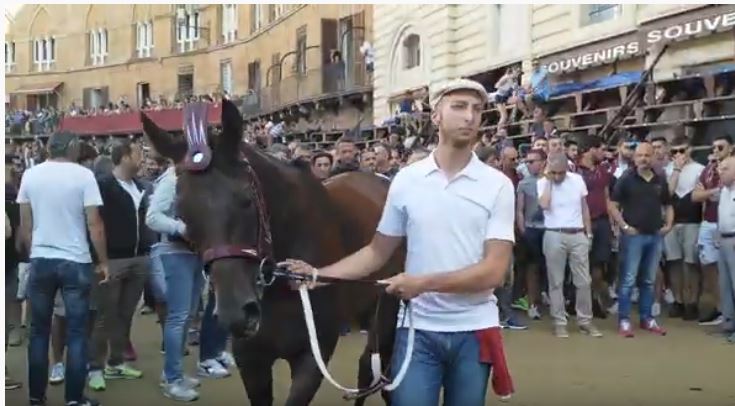 Palio di Siena: Anche Violenta da Clodia è arrivata al Ceppo. Nel pomeriggio è atteso Tale e&nbsp;Quale