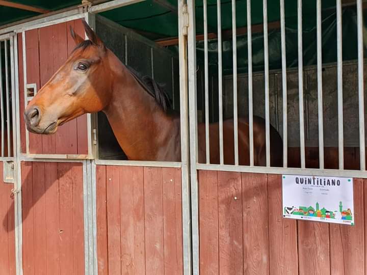 Siena: Oggi 21/09 “Fattoria in Fortezza 2019” alcune foto degli animali&nbsp;presenti