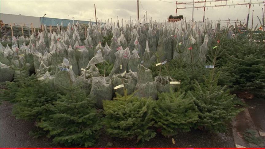 Siena: Bando per l’assegnazione di n.3 posteggi temporanei peer la vendita di alberi di Natale nel periodo 08-24 dicembre&nbsp;2019