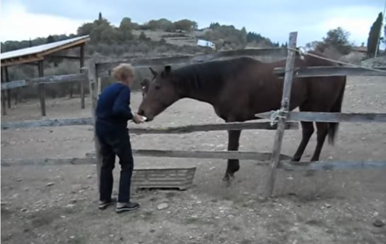 Palio di Siena: I cavalli del Palio in pensione – Dostoevskij a Vagliagli&nbsp;(Siena)